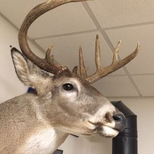 Meet your Posher, Lucy